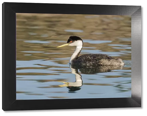 Western grebe, Elephant Butte Lake State Park, New Mexico