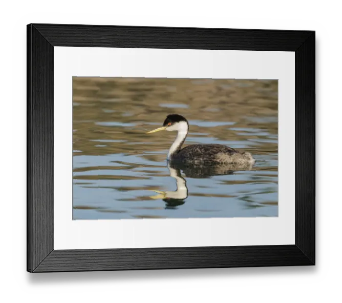 Framed Print : Western grebe, Elephant Butte Lake State Park, New Mexico