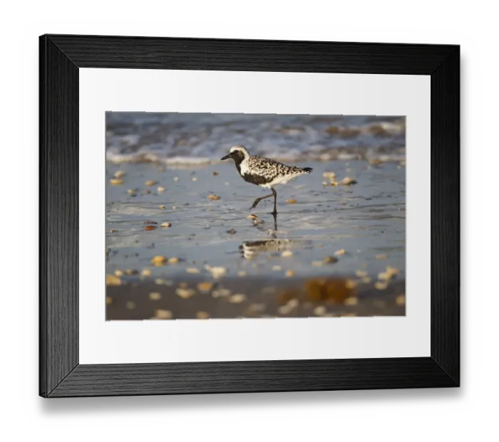 Framed Print : Black-bellied plover walking on wet beach