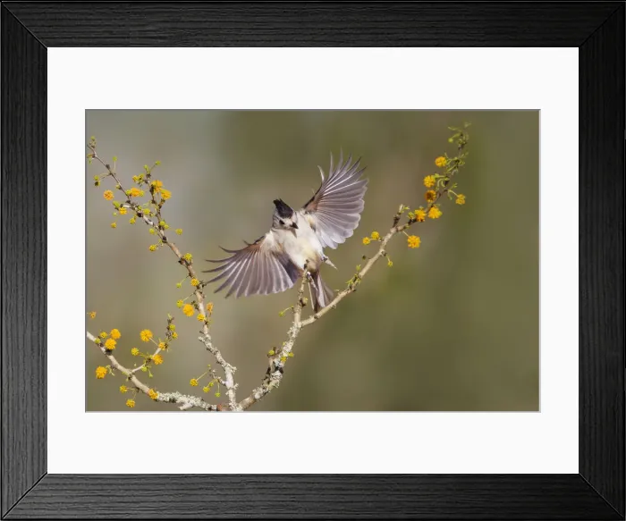 Framed Print : Black-crested titmouse landing