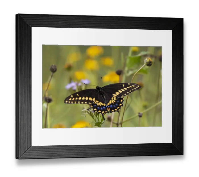 Framed Print : Black swallowtail butterfly feeding Framed Print : Black swallowtail butterfly feeding