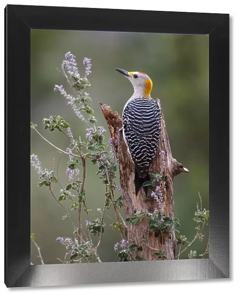 Golden-fronted woodpecker feeding