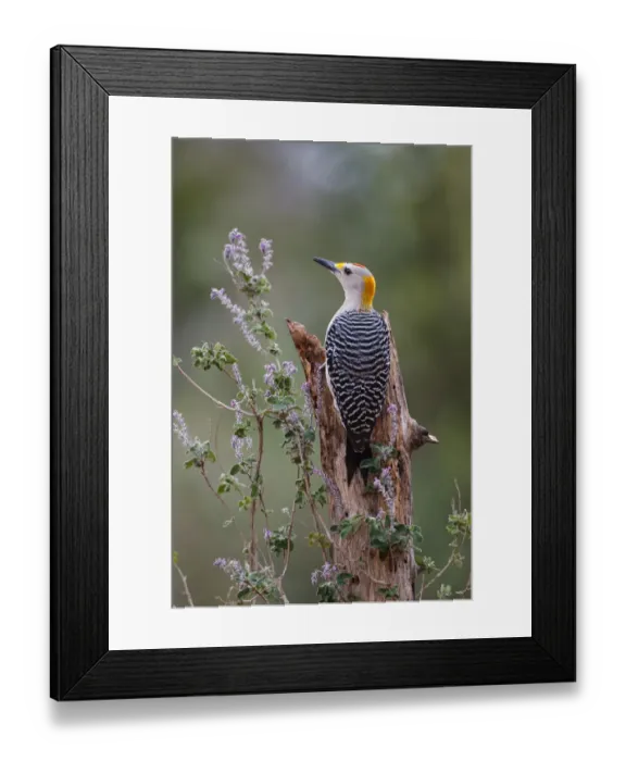 Framed Print : Golden-fronted woodpecker feeding Framed Print : Golden-fronted woodpecker feeding
