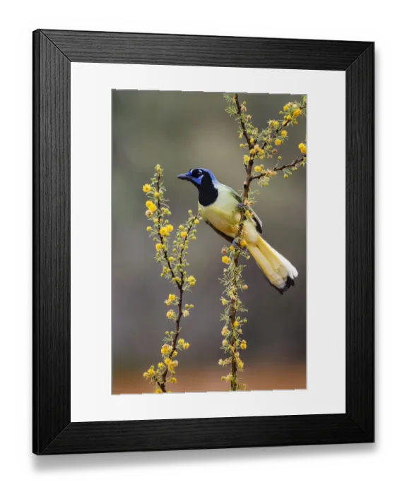 Framed Print : Green jay perched