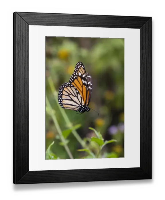 Framed Print : Monarch suspended in spider web Framed Print : Monarch suspended in spider web