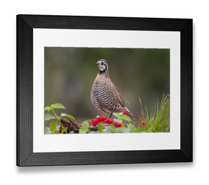 Framed Print : Northern bobwhite standing