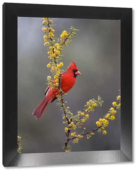 Northern cardinal in habitat