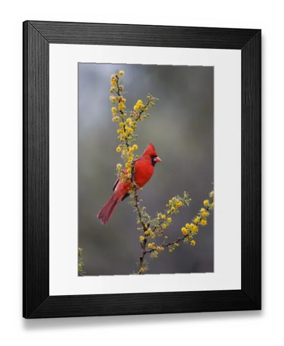 Framed Print : Northern cardinal in habitat