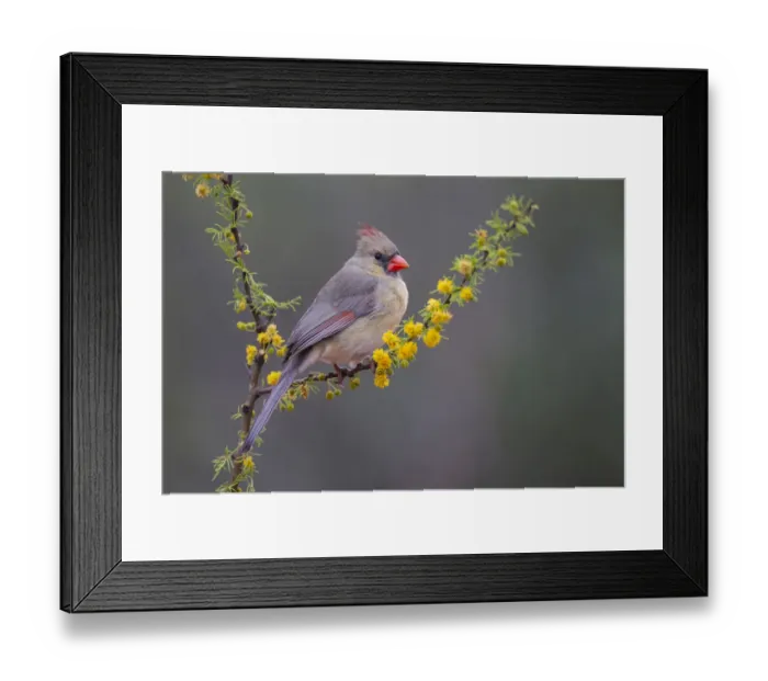 Framed Print : Northern cardinal in habitat Framed Print : Northern cardinal in habitat