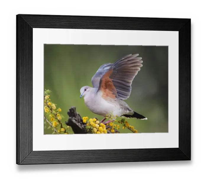 Framed Print : White-tipped dove stretching wings