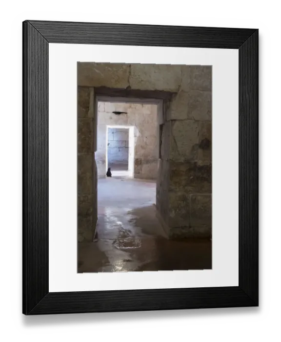 Framed Print : Croatia, Split. Feral cat stands watch at cellar doorway Diocletian Palace Framed Print : Croatia, Split. Feral cat stands watch at cellar doorway Diocletian Palace