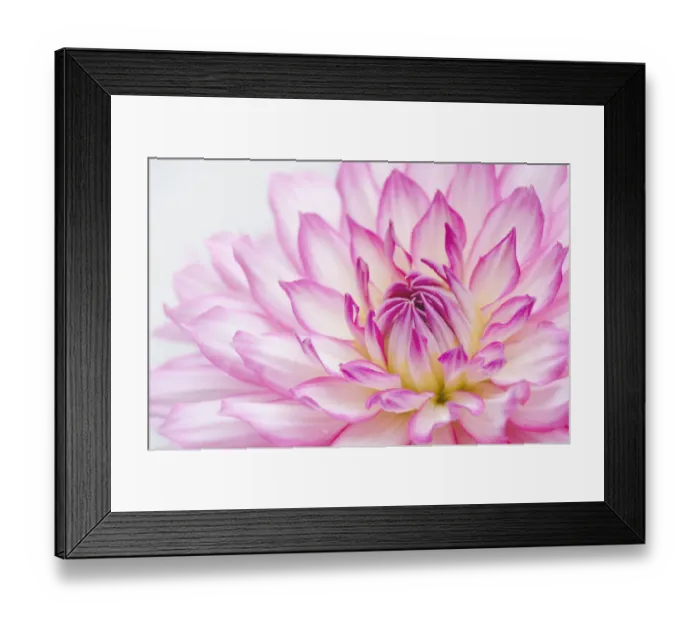 Framed Print : Dahlia