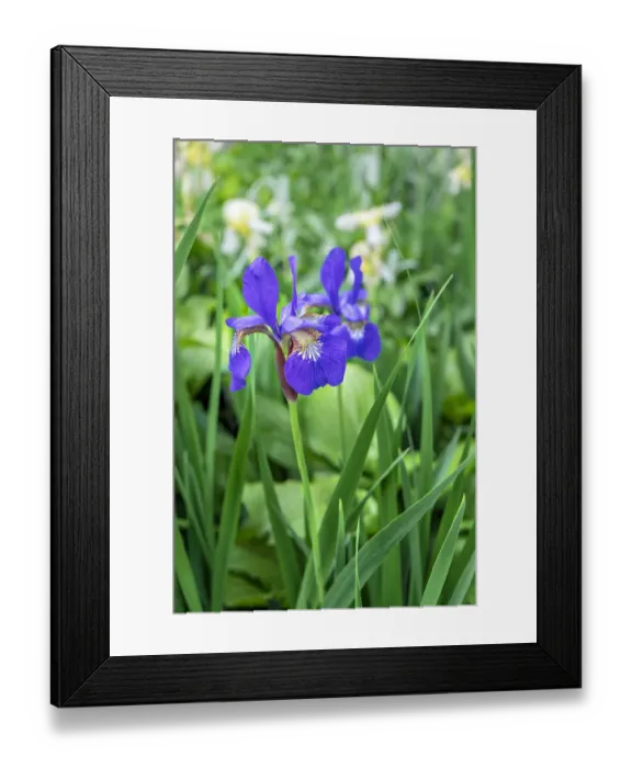 Framed Print : Purple Siberian iris, USA Framed Print : Purple Siberian iris, USA