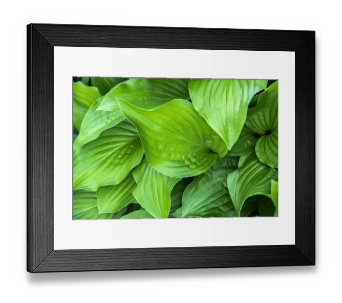 Framed Print : Hosta plant, USA
