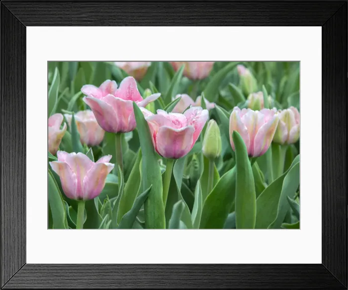 Framed Print : Pink tulips, USA
