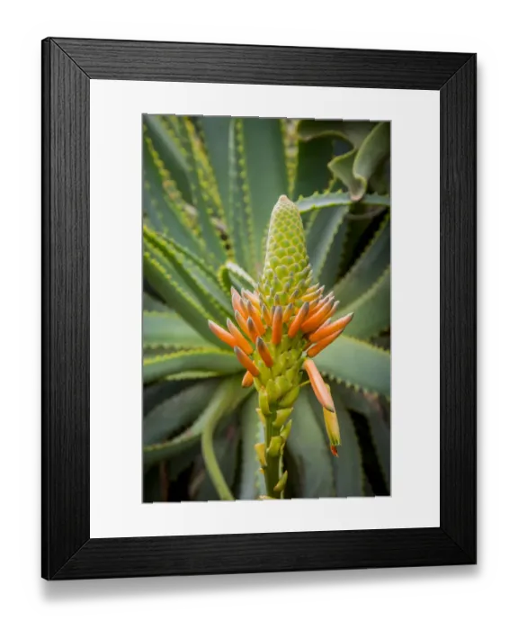 Framed Print : East Africa, Kenya. South African aloe Framed Print : East Africa, Kenya. South African aloe