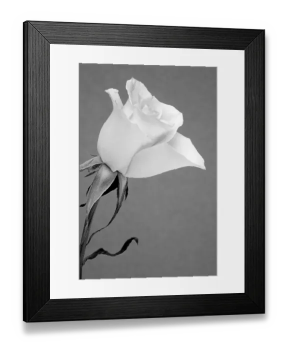 Framed Print : Rose Framed Print : Rose