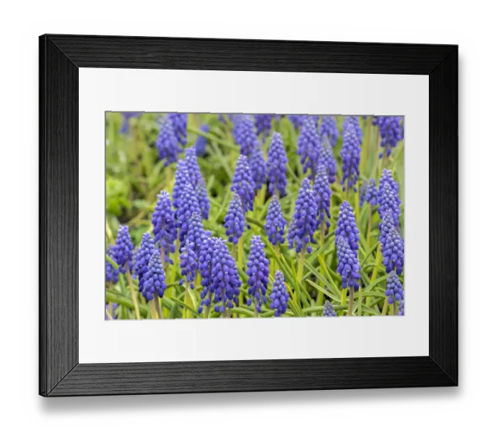 Framed Print : Grape hyacinth, USA Framed Print : Grape hyacinth, USA