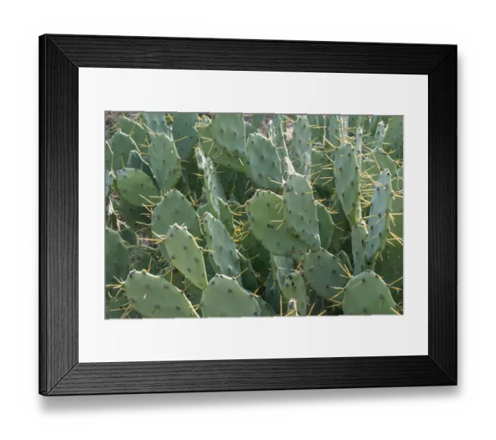 Framed Print : Africa, Madagascar, Anosy Region, Spiny Forest, road to Berenty Reserve