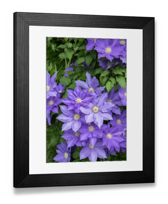 Framed Print : Purple Clematis, USA Framed Print : Purple Clematis, USA