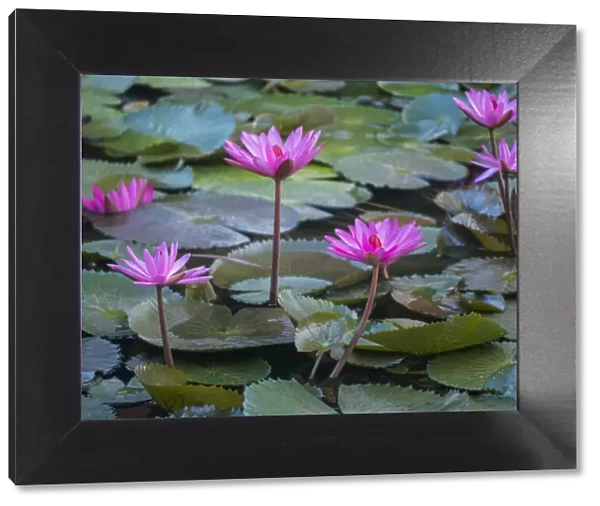Vietnam, Mui Ne. Pink water lilies