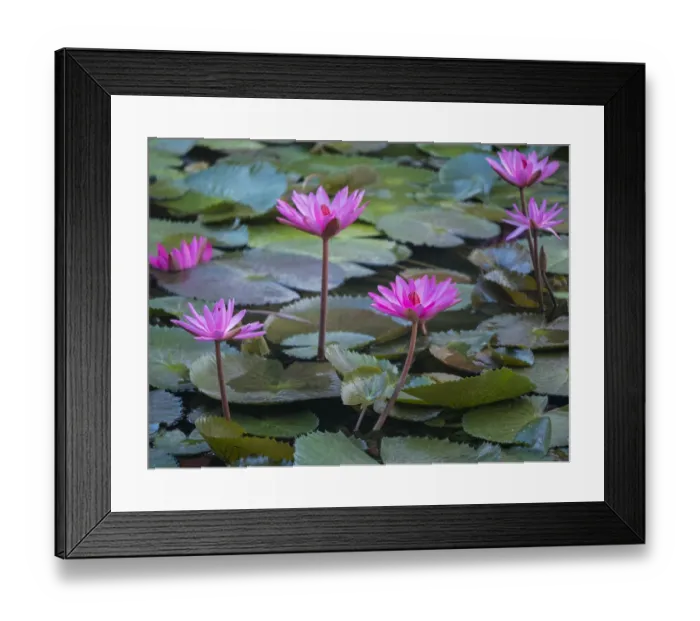 Framed Print : Vietnam, Mui Ne. Pink water lilies