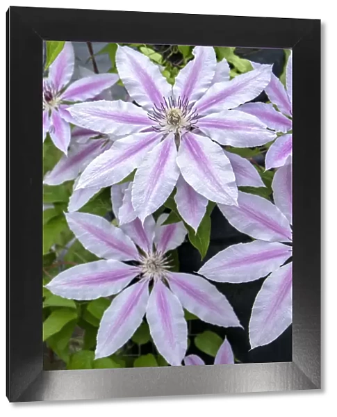 Nelly Moser, Clematis, USA