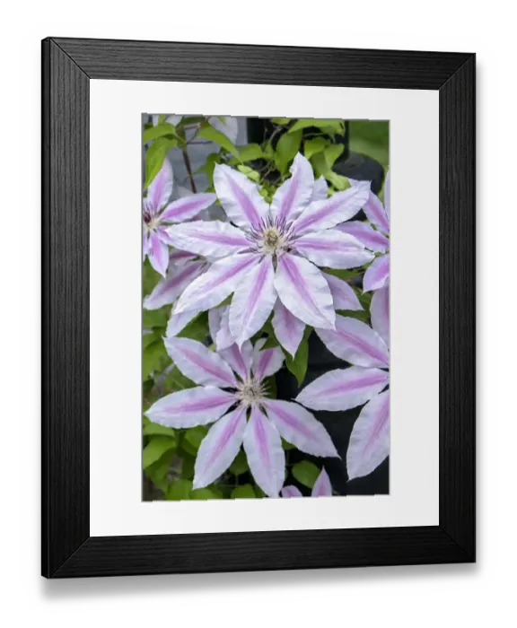 Framed Print : Nelly Moser, Clematis, USA Framed Print : Nelly Moser, Clematis, USA