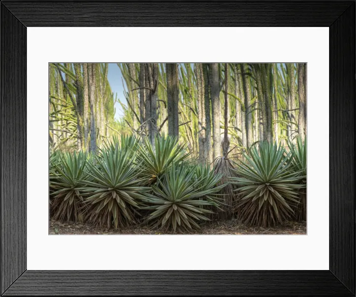 Framed Print : Africa, Madagascar, Anosy Region, Berenty Reserve, spiny forest