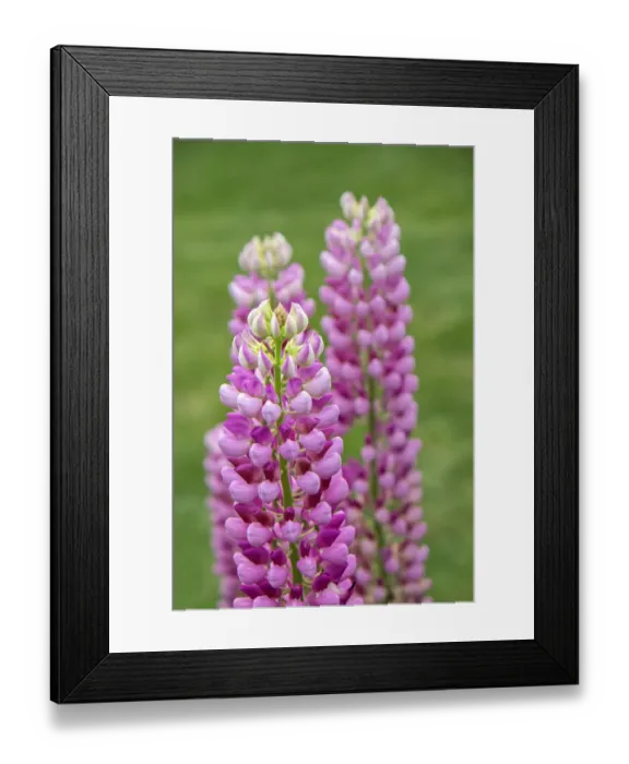 Framed Print : Pink Lupine, USA Framed Print : Pink Lupine, USA