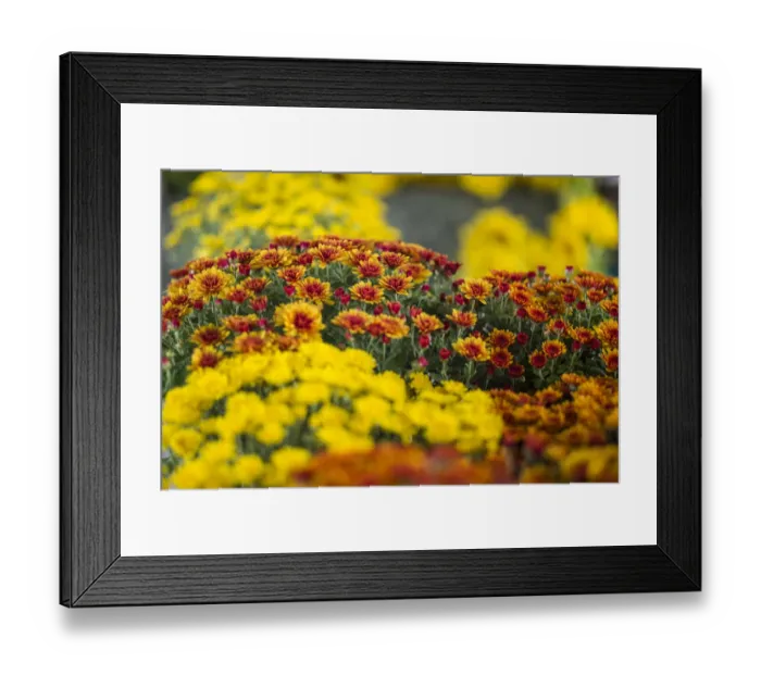 Framed Print : Canada, New Brunswick, Kennebecasis River Valley. Kingston Farmers Market in autumn Framed Print : Canada, New Brunswick, Kennebecasis River Valley. Kingston Farmers Market in autumn