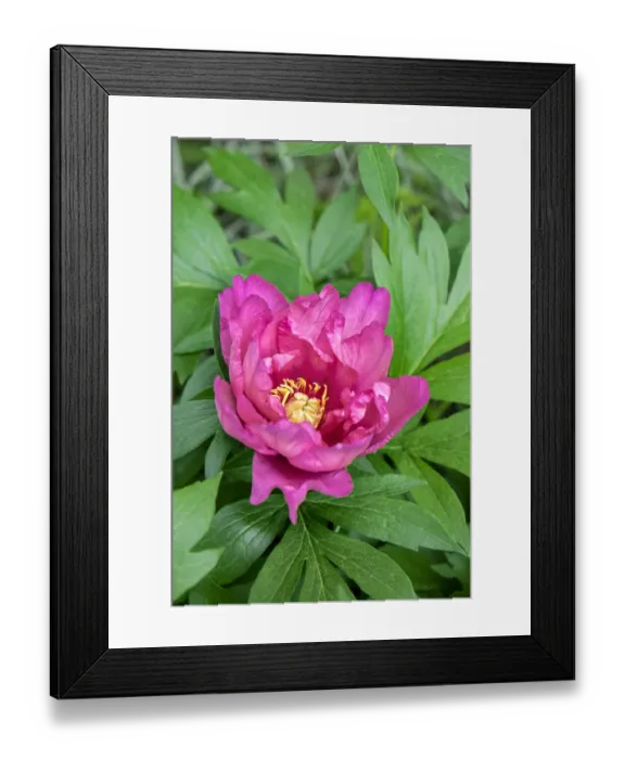 Framed Print : Pink peony, USA Framed Print : Pink peony, USA