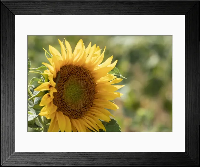 Framed Print : Sunflowers blooming near lavender fields during summer in Valensole, Provence, France Framed Print : Sunflowers blooming near lavender fields during summer in Valensole, Provence, France