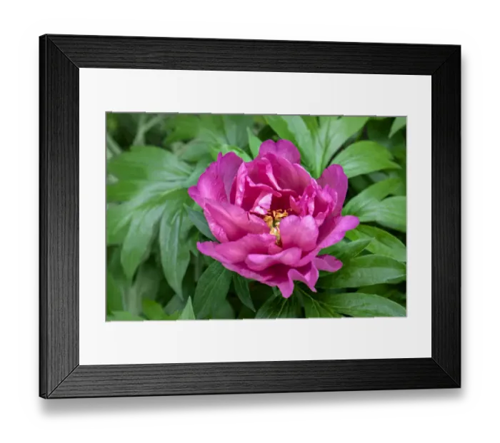 Framed Print : Pink peony, USA Framed Print : Pink peony, USA