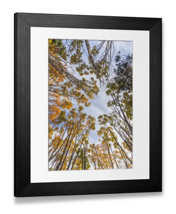 Framed Print : Canada, Nova Scotia, Walton. Trees in autumn Framed Print : Canada, Nova Scotia, Walton. Trees in autumn