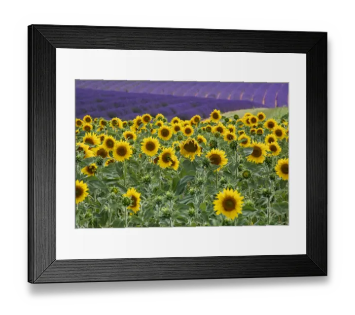 Framed Print : Sunflowers blooming near lavender fields during summer in Valensole, Provence, France