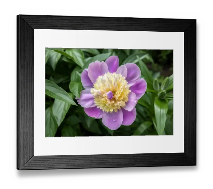 Framed Print : Pink and pale yellow Peony, USA Framed Print : Pink and pale yellow Peony, USA