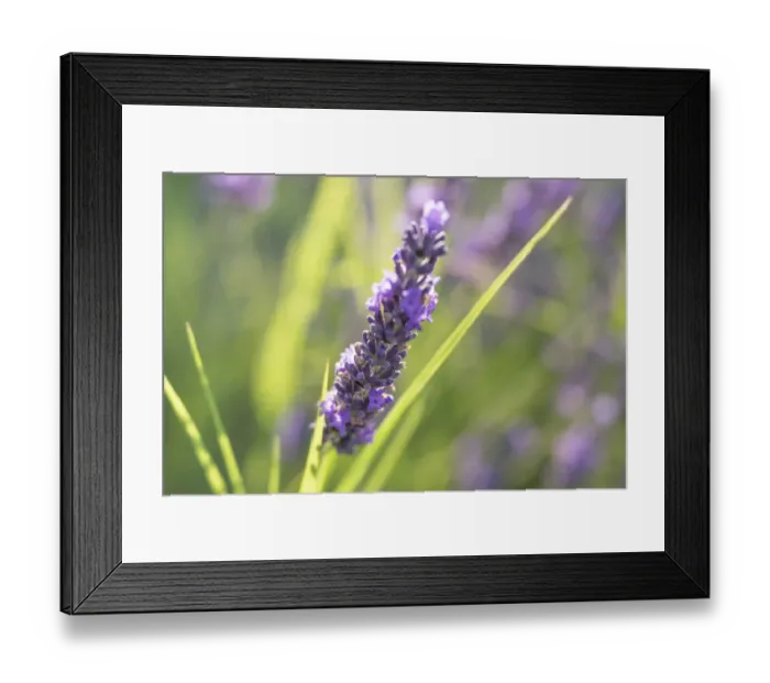 Framed Print : Close-up of lavender blooms in Valensole Plain, Provence, Southern France Framed Print : Close-up of lavender blooms in Valensole Plain, Provence, Southern France