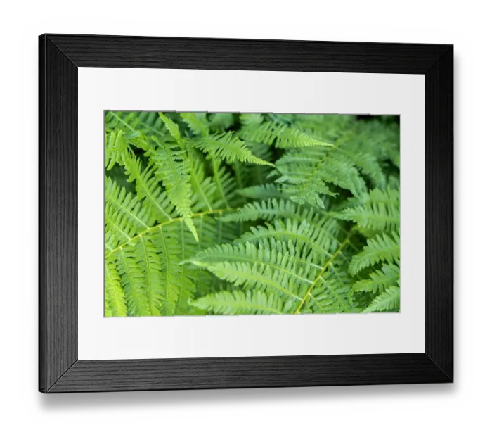 Framed Print : Green fern, USA Framed Print : Green fern, USA