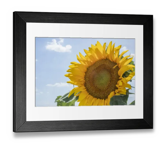 Framed Print : Sunflowers blooming near lavender fields during summer in Valensole, Provence, France
