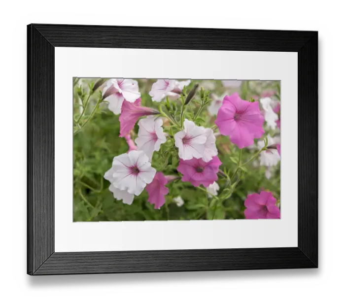 Framed Print : Pink and white petunias, USA