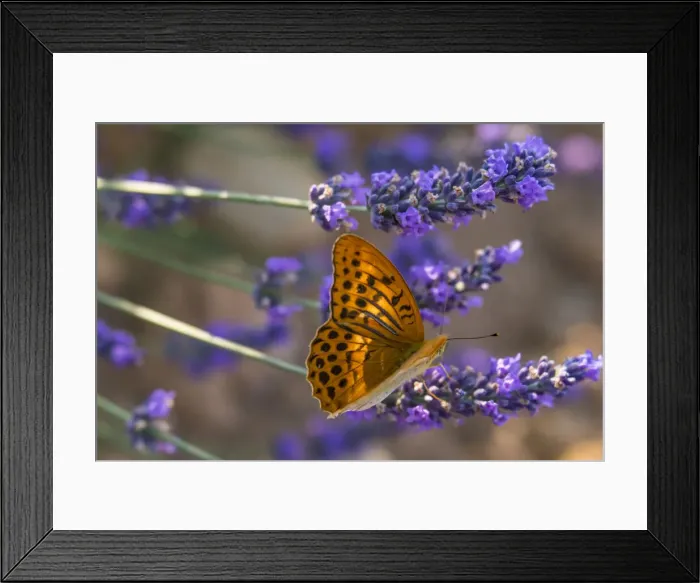 Framed Print : Marbled fritillary butterfly (Brenthis daphne) adult male with wings open on Valensole Framed Print : Marbled fritillary butterfly (Brenthis daphne) adult male with wings open on Valensole