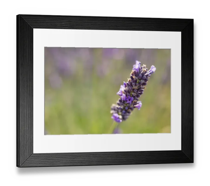 Framed Print : Close-up of lavender blooms in Valensole Plain, Provence, Southern France Framed Print : Close-up of lavender blooms in Valensole Plain, Provence, Southern France