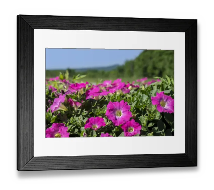 Framed Print : Pink Petunias, New England, USA Framed Print : Pink Petunias, New England, USA