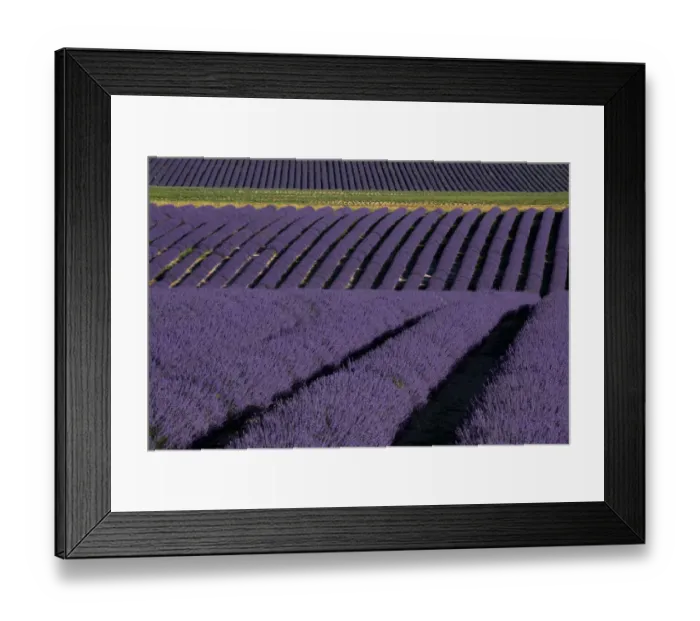 Framed Print : Lavender fields on Valensole Plain, Provence, Southern France Framed Print : Lavender fields on Valensole Plain, Provence, Southern France