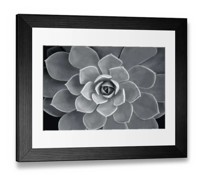 Framed Print : Echeveria hybrid, USA