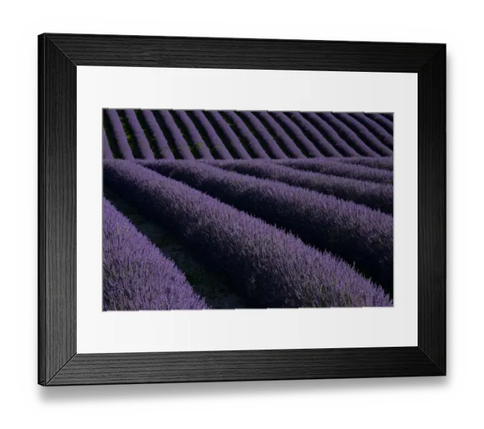 Framed Print : Lavender fields on Valensole Plain, Provence, Southern France Framed Print : Lavender fields on Valensole Plain, Provence, Southern France