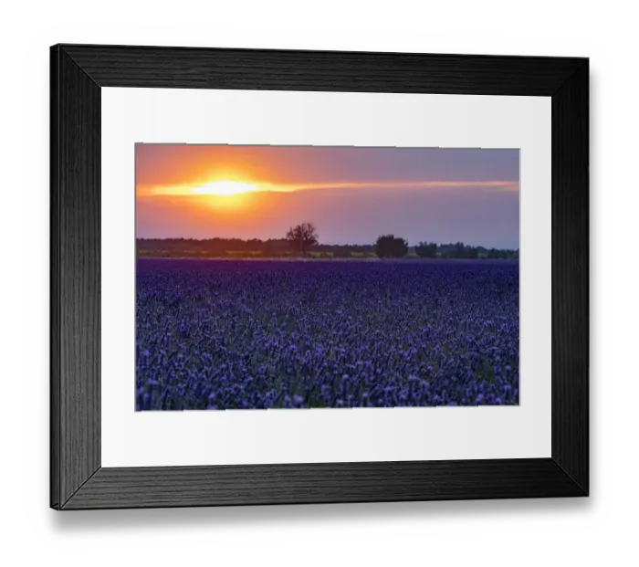 Framed Print : Sunset over the lavender fields in Valensole Plain, Provence, Southern France
