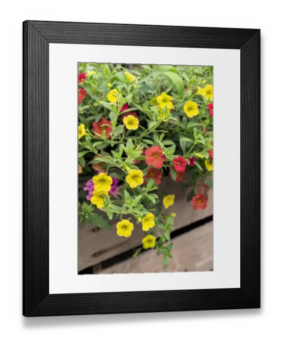 Framed Print : Yellow and red Million Bells, USA Framed Print : Yellow and red Million Bells, USA