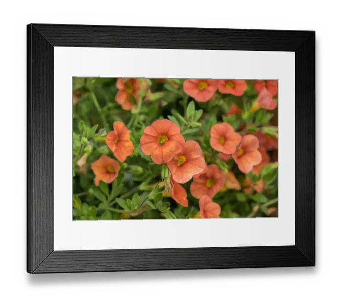 Framed Print : Orange Million Bells, Calibrachoa, USA